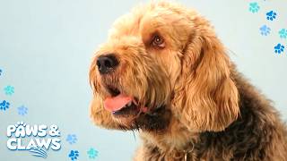 Why Is Nobody Buying This Breed The Truth About Otter Hounds | Britain's Top 100 Dogs