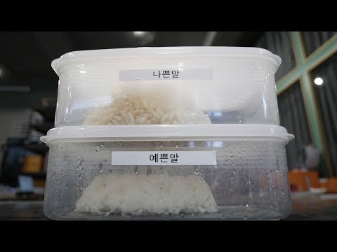 If Rice Was Insulted Will It Really Grow Mold? (Shocking Results...)