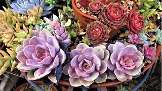 WILL TOO MUCH RAIN KILL SUCCULENTS