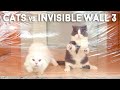 Cats vs Invisible Wall 3