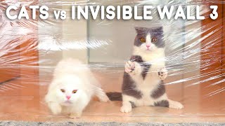 Cats vs Invisible Wall 3