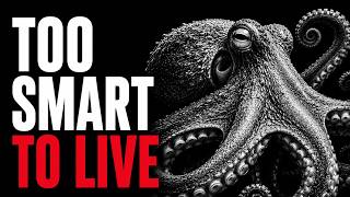 Why Evolution Gave the Ocean's Smartest Animal No Time to Use It