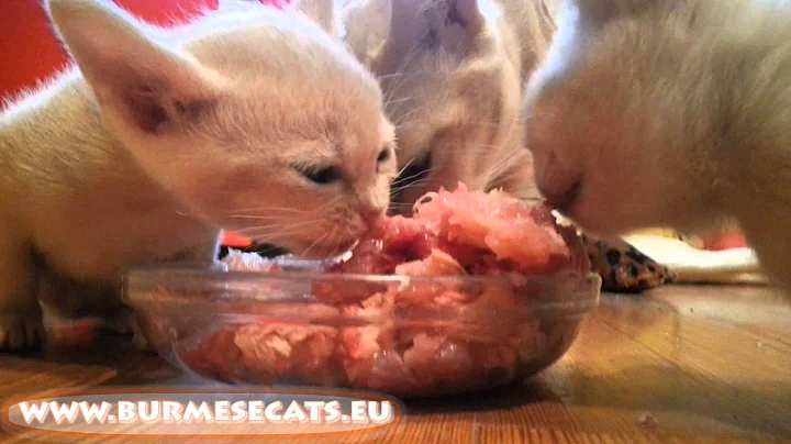 Watch the video about Baby burmese cats first raw meat food