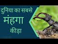 ये पकड़ लिया तो बन जाओगे करोड़पति||most expensive insect