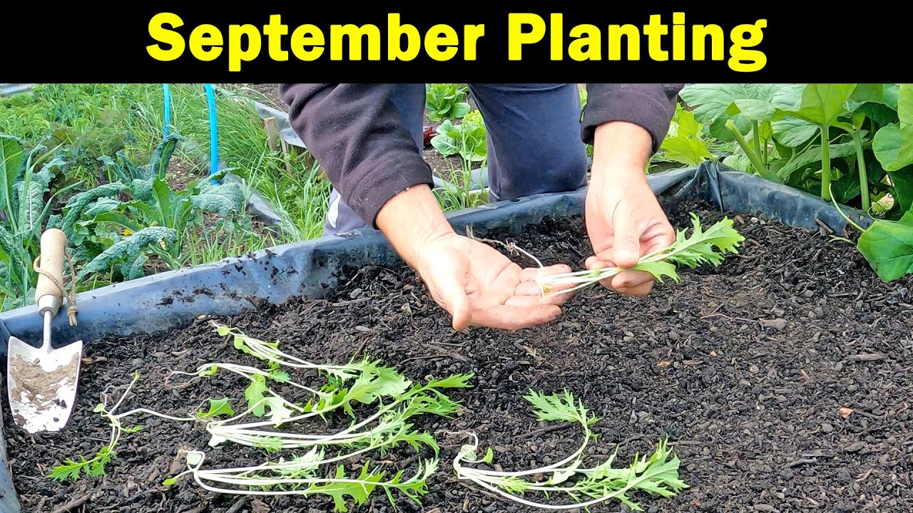 Plant In September | Asian Greens | Rapini | Seed Bed | Green Side Up