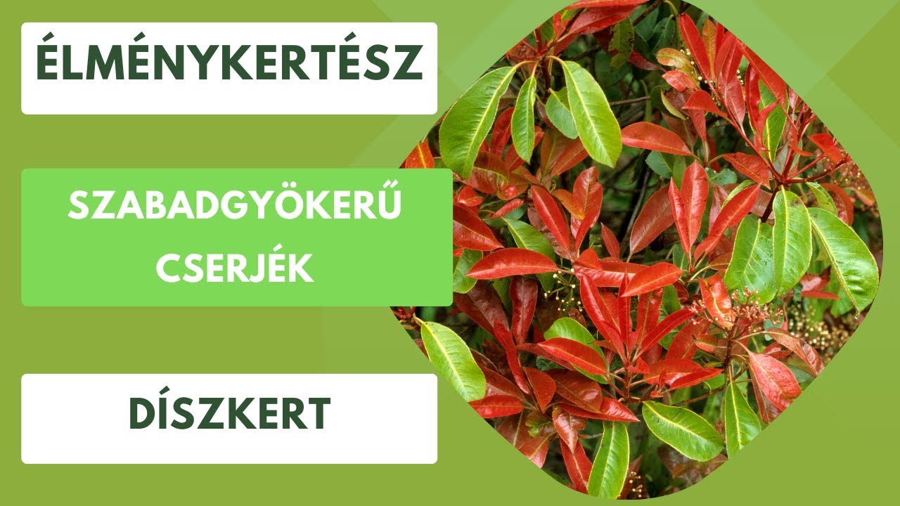 Szabadgyökerű díszcserjék ültetése🌿