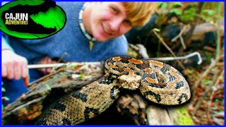 Giant GRUMPY Christmas Canebrake Rattlesnake!