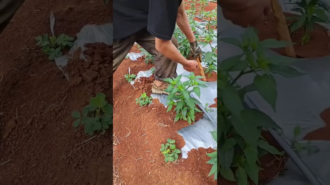 The correct process for applying chemical fertilizer to the base of tomato plants