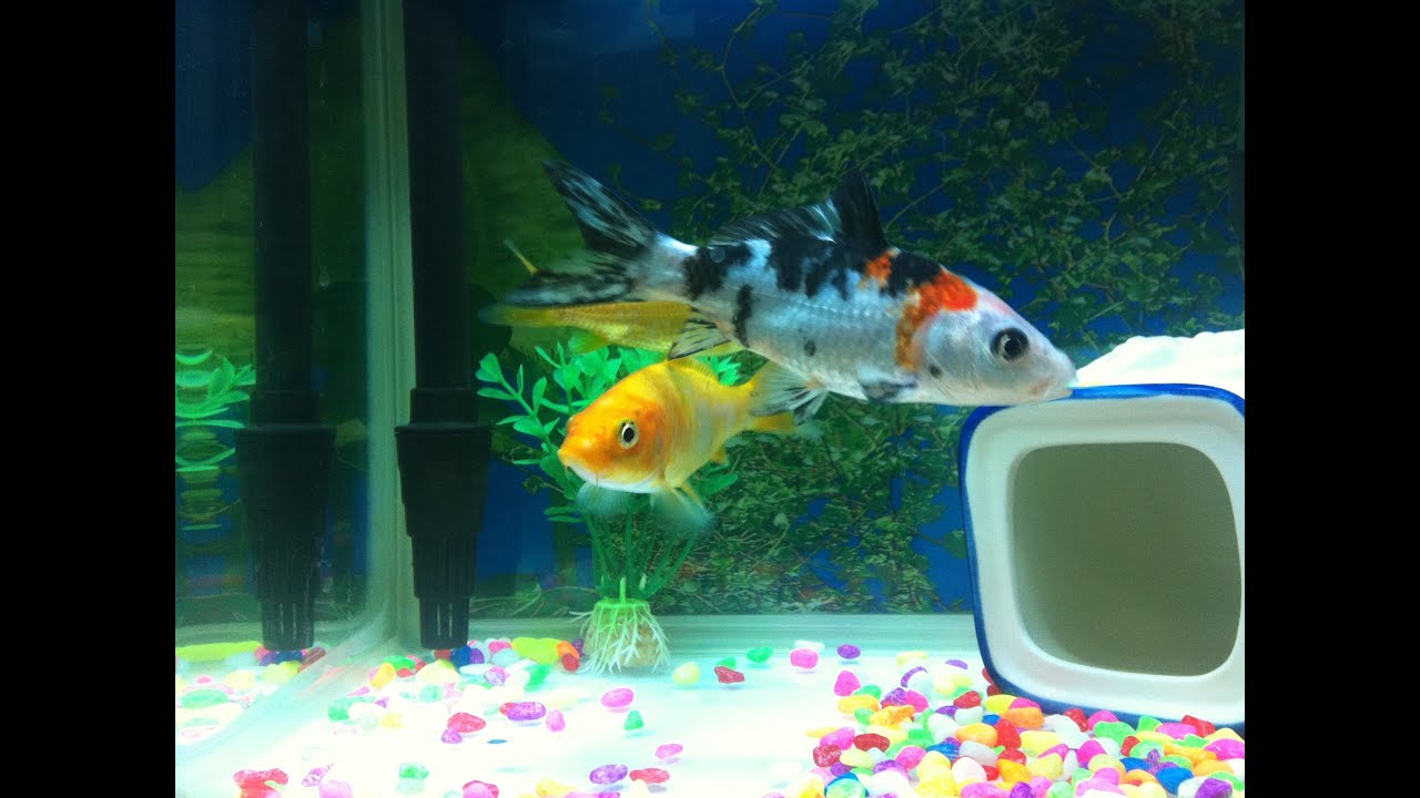 little aquarium fish zuhause