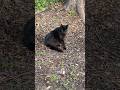 #cat #feralcat #catsofyoutube #communitycats #cats #goodmorning #blackcat #greycat #straycat #chat