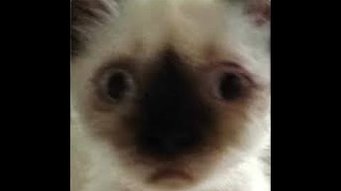 HOW TO REV HUNT!! MICRO GUIDE !!! 50M/H+