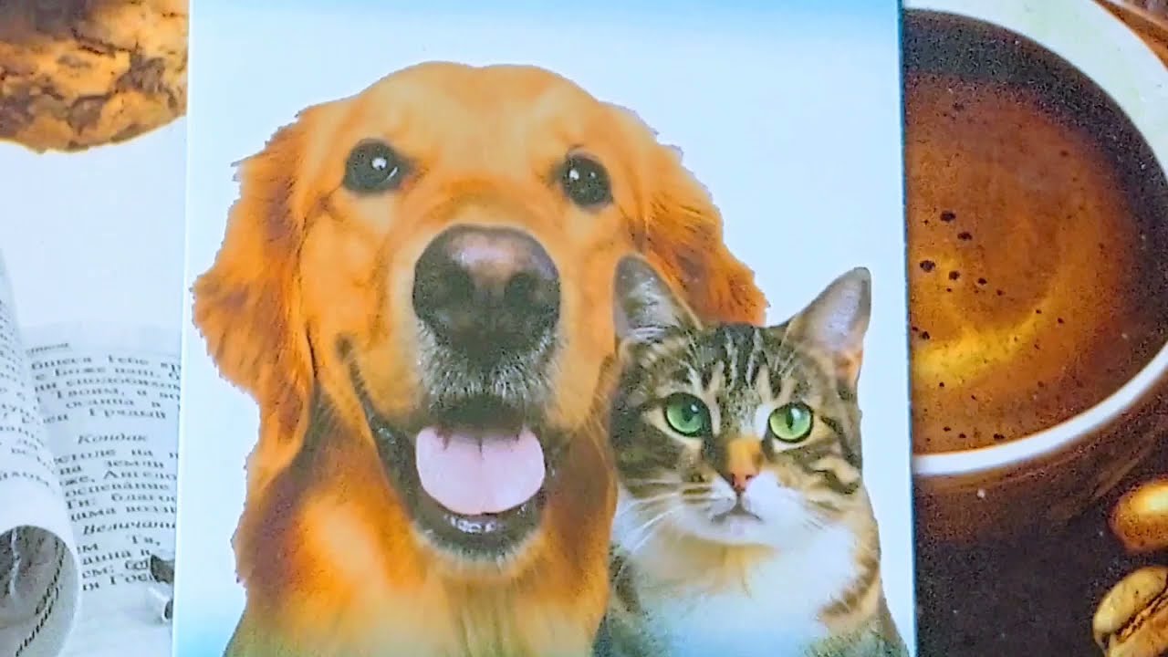 Kutyák & Macskák Új Sorsjegykaparás