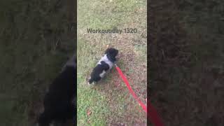 Workout day 1320 #shortclips #shortclips #workout
