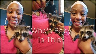 Who&#39;s Baby Raccoon Is This?!