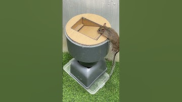 Best mouse trap at home/easy mouse traps from plastic pipe #rattrap #mousetrap