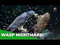 Attacks Beehives Meet Honey Buzzard The Fearless Bird 