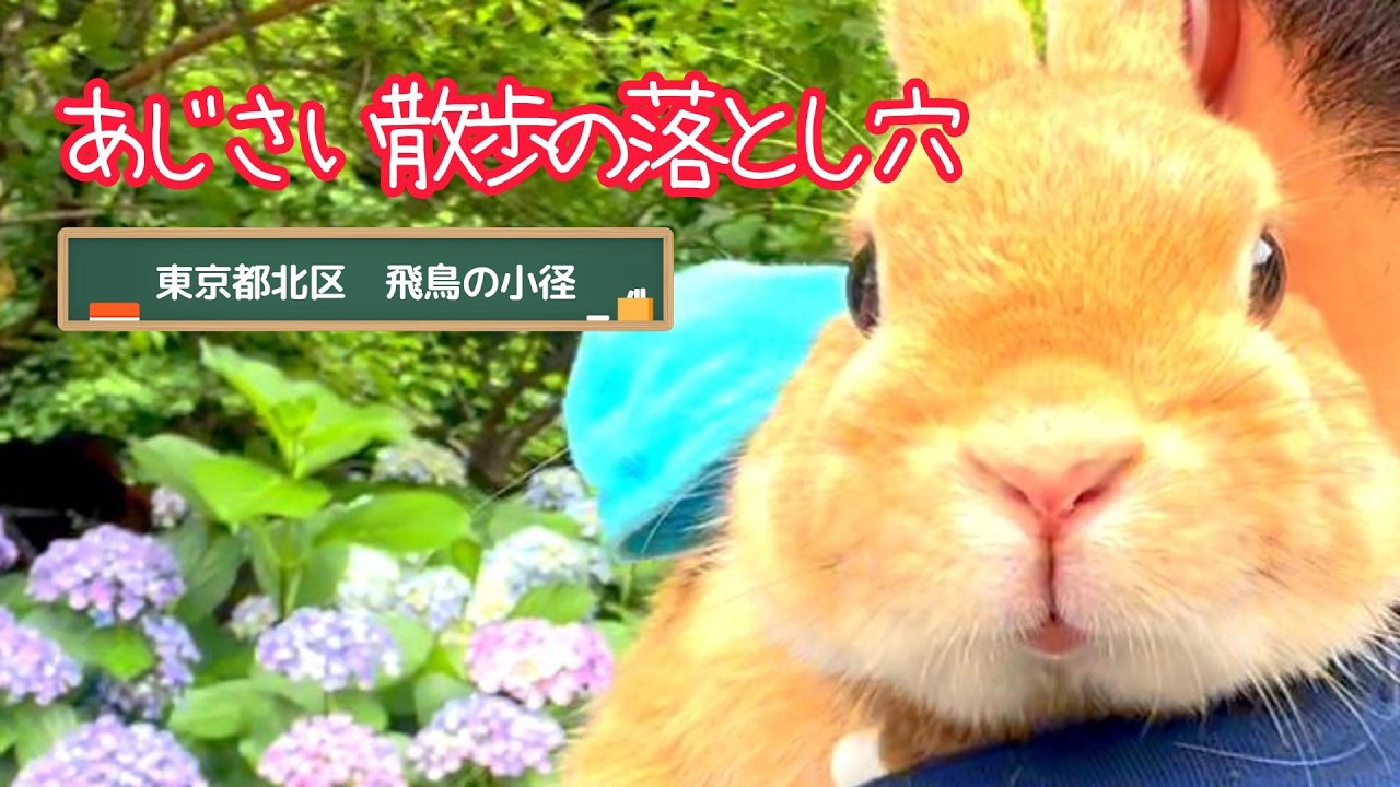 紫陽花　うさぎ　コボリサヤカ 危険】うさぎと紫陽花さんぽで絶対NGなこと。新幹線に大興奮の