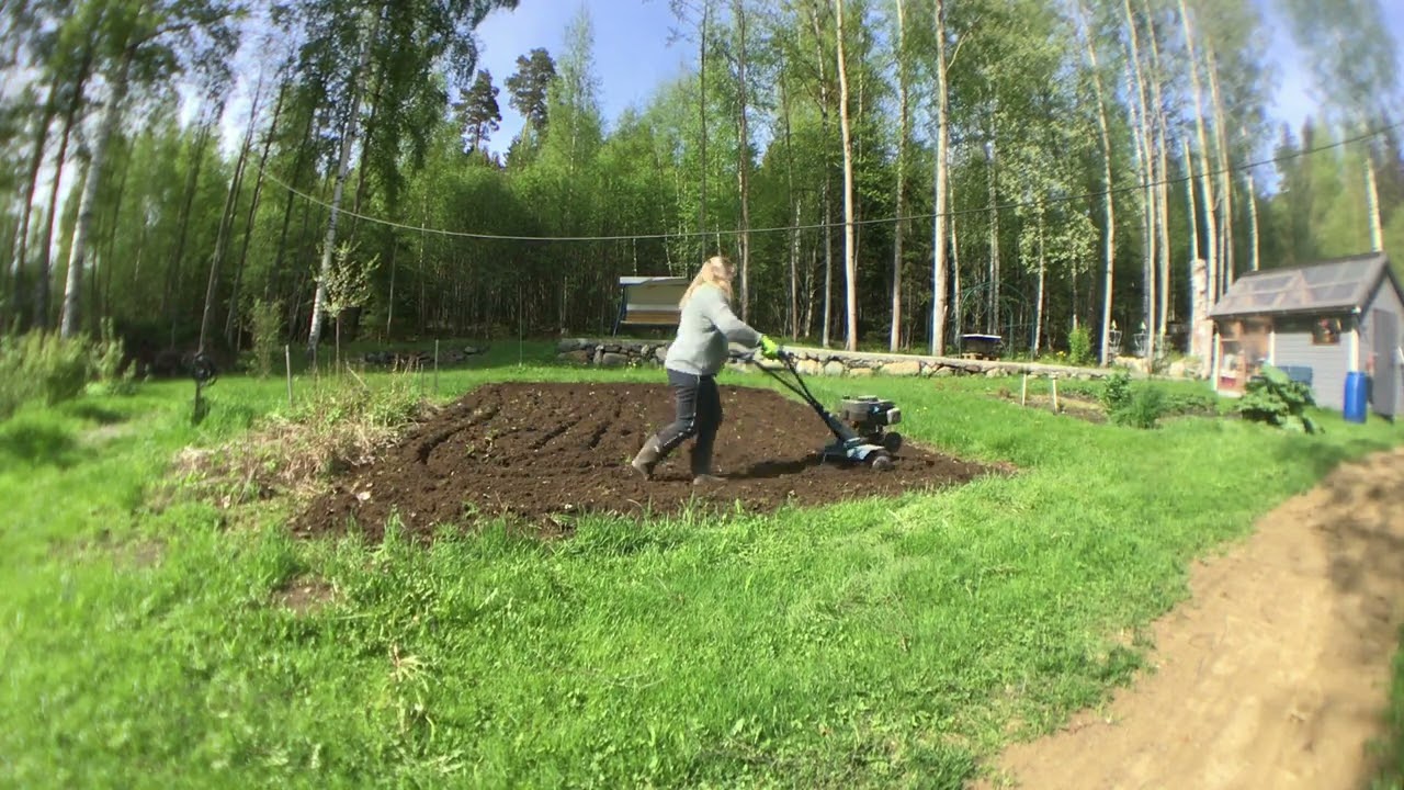 Perunan istutus ja harsotus