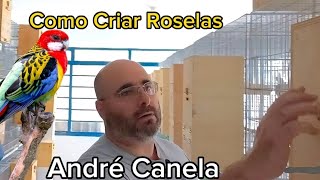 Saiba Como Criar Roselas | André Canela