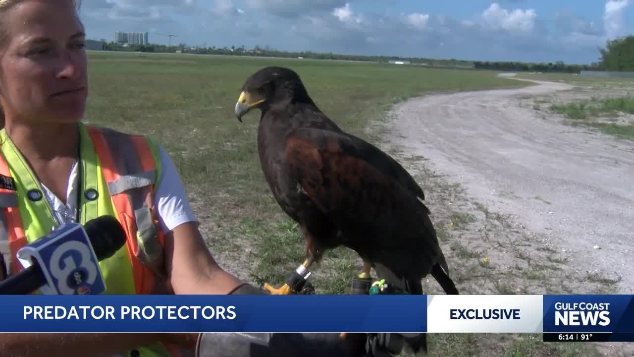 Trained hawks patrol Naples Airport to prevent dangerous bird strikes