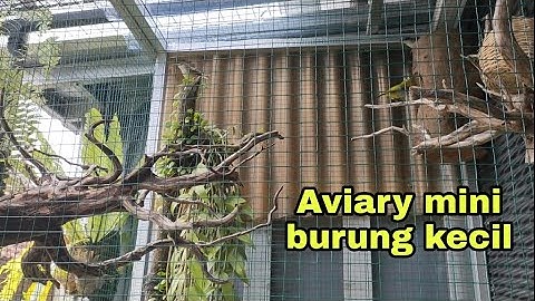Membuat Mini Aviary untuk Burung Kecil