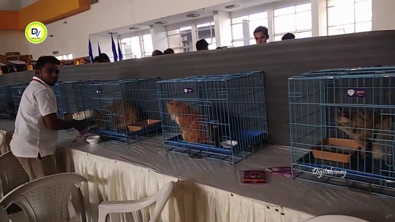 PETEX CAT SHOW HYD 2017| 11th 12th Nov Dog show at Hyderabad Hitex Exhibition || Top Telugu Talks