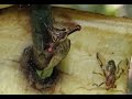 Stalk-eyed Flies in Kuranda, North Queensland, Australia