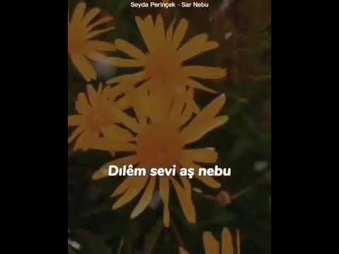 kısa kürtçe Whatsapp durum Videosu