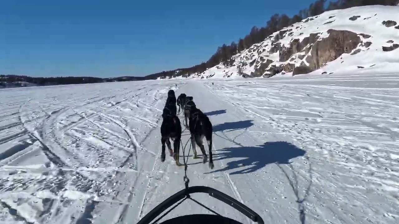 イエローナイフの犬ぞり 前編 20250320 - YouTube