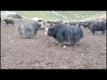 Amazing Yaks with dusty ground........#Tibetan # Yak # fight 🐃🐃🤜🤛