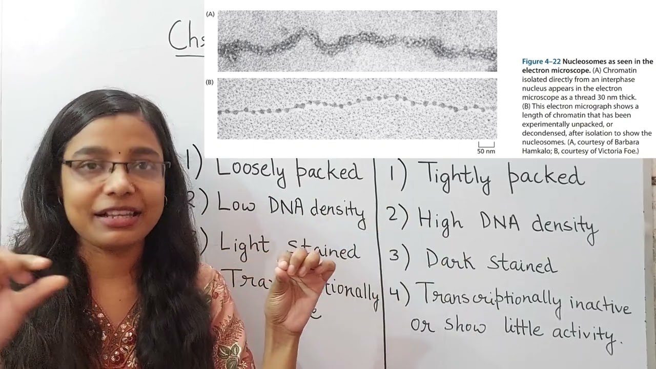 Euchromatin and Heterochromatin 