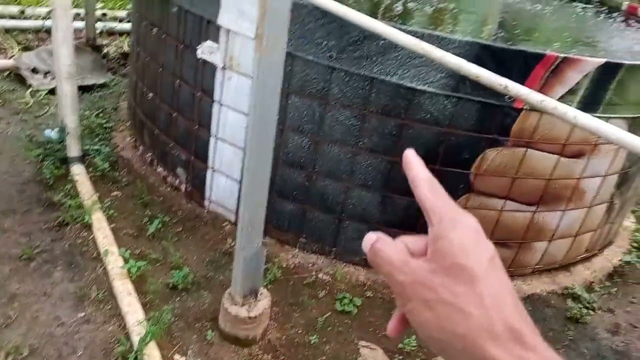 TIDAK PERNAH GANTI AIR !!! BEGINI SIRKULASI AIR pada 5 kolam bulat sistem RAS #rassystem #ikannila