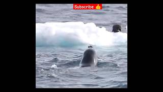 pilot whales shorts nature trending shortsyoutube greenland