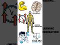 YOUR MUSCLES ADAPT FAST! 💪 The Beginner Gains Science Explained! WATCH THE FULL VID NOW! #health