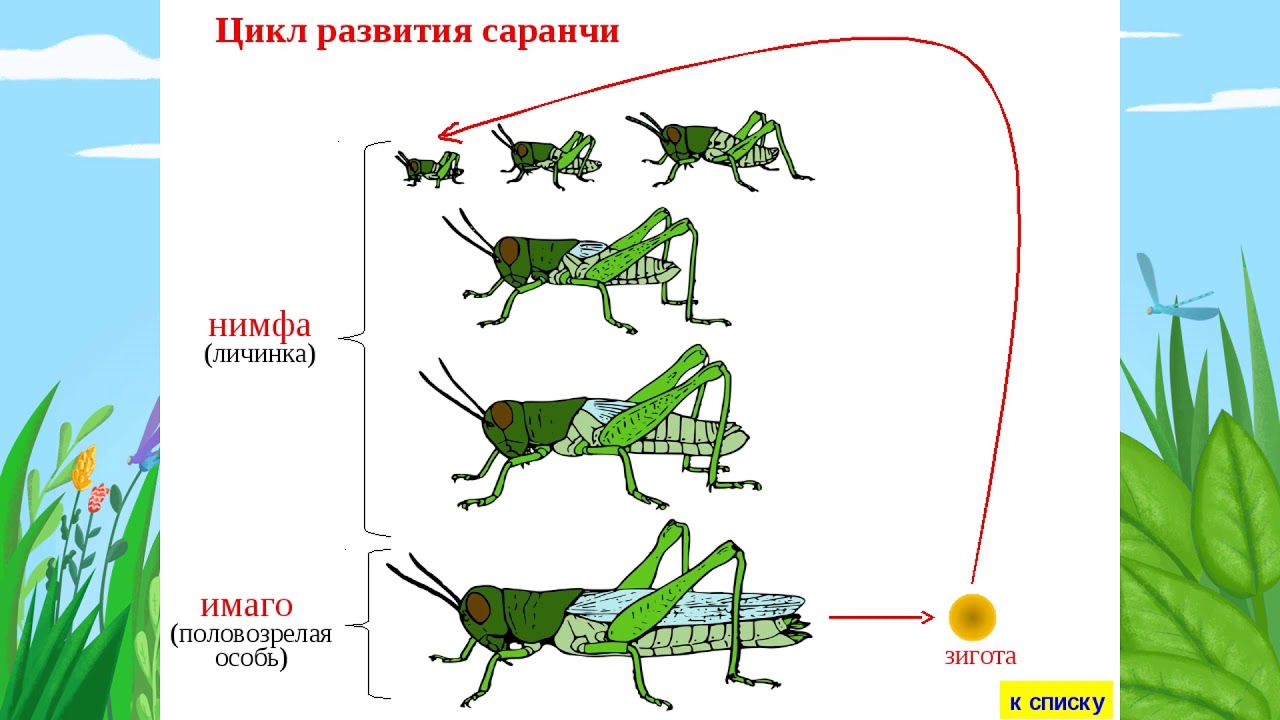 Какой тип развития у саранчи. Циклы развития насекомых кузнечик. Жизненный цикл кузнечика. Цикл развития кузнечика схема. Жизненный цикл зеленого кузнечика.