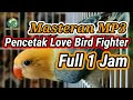 Masteran Love Bird Single Fighter Mental Pemenang