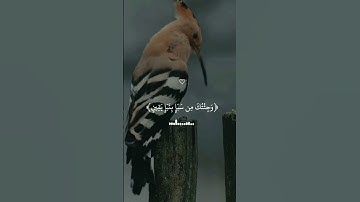 وَتَفَقَّدَ الطَّيْرَ فَقَالَ مَا لِيَ لَا أَرَى الْهُدْهُدَ #بلال_دربالي #سورة_النمل