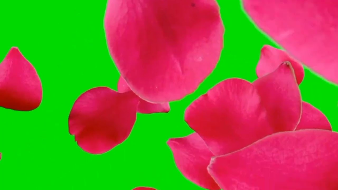Rose petal falling green screen animation effects || chroma key Rose fall effects HD♏