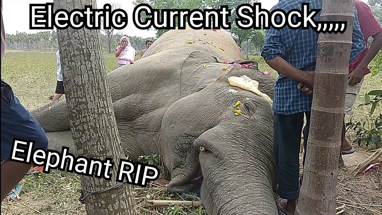 Elephant RIP,,,,,, Electric Current Shock!!!!!!!! - YouTube