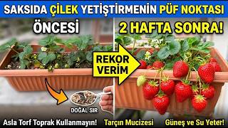 Balkonda, Saksıda En Verimli Çilek Yetiştirme Yöntemi (Doğal Gübreleme ve Bakım)