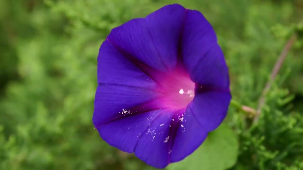 Hunton & Vincent   My Beloved's Garden