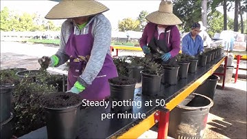 Young Hollow Nursery video