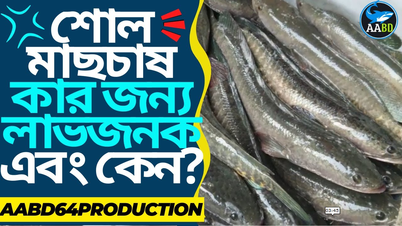 শোল মাছচাষ কি সবার জন্য লাভজনক?  (Snake head Fish Cultivation is Profitable for Whose & Why)