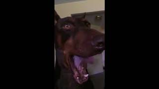 Doberman Pinscher Stalking - The Hunt Is On by Moon Bags 380 views 6 years ago 56 seconds