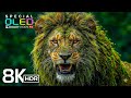 Planet of Animals 8K Video ULTRA HD | Scenic Wildlife 8K HDR at 60FPS | Dolby Vision (4K/8K TV )