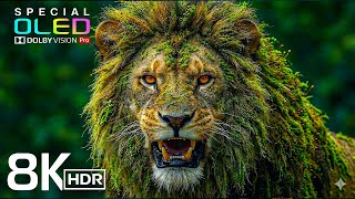Planet of Animals 8K Video ULTRA HD | Scenic Wildlife 8K HDR at 60FPS | Dolby Vision (4K/8K TV )
