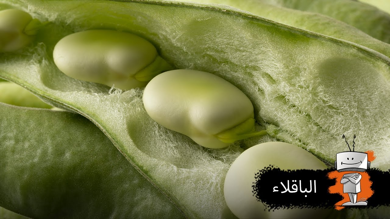 الباقلاء العجيبة: فوائدها الصحية - YouTube