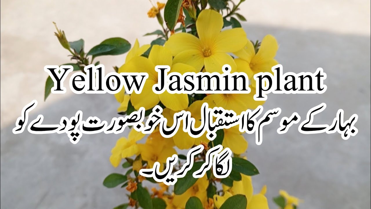 How to grow & care yellow Jasmin /mogra plant.Yellow chambeli plant care/permanent flowering plant.