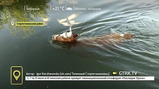 В Башкирии засняли на видео плавающую корову