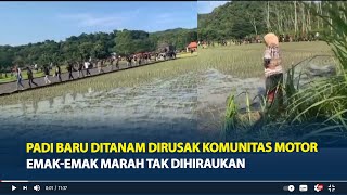 Viral Padi Baru Ditanam Dirusak Komunitas Motor di Yogyakarta, Emak-emak Marah Tak Dihiraukan